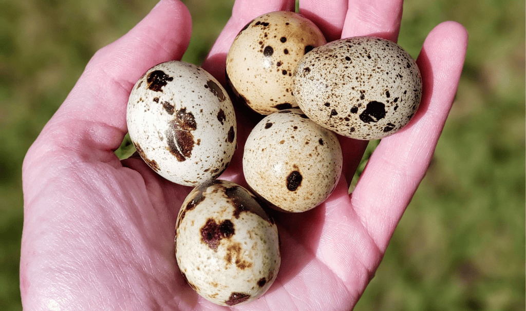 Why Quail?