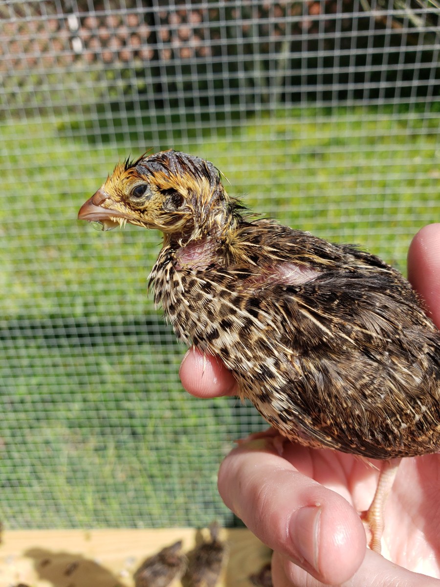 Raising Quail: Getting&nbsp;Started