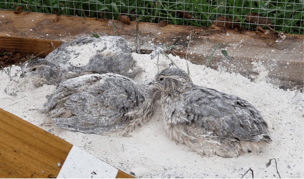 (Dust) Bath Time